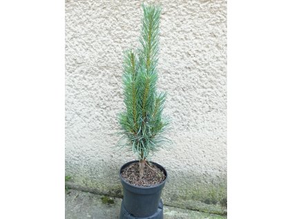PINUS NIGRA FASTIGIATA 3L
