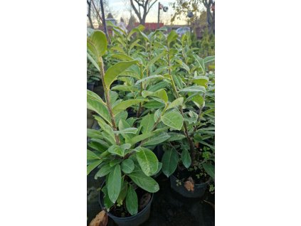 Vavrínovec lekársky - Novita