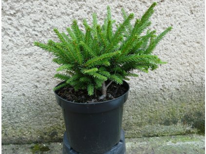 PICEA ABIES PUMILA NIGRA 3L