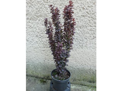 BERBERIS THUNBERGII DARIUSZ
