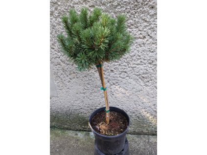 Pinus Mugo Mops