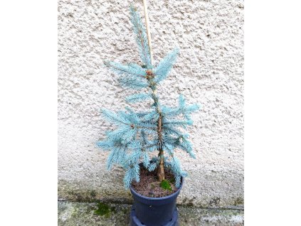 Pic Pung Pendula 3L