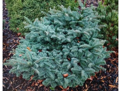 Abies Procera Bizarro
