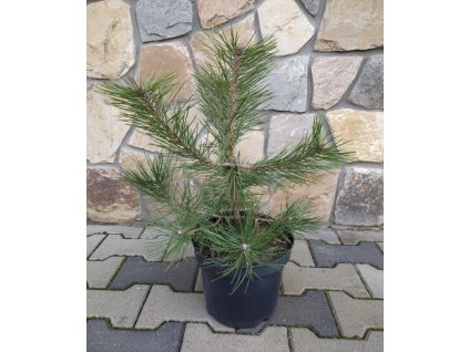 Borovica cierna 3L 40cm