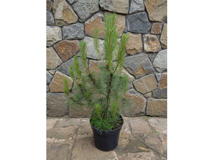Pinus Nigra 3L 50 70cm