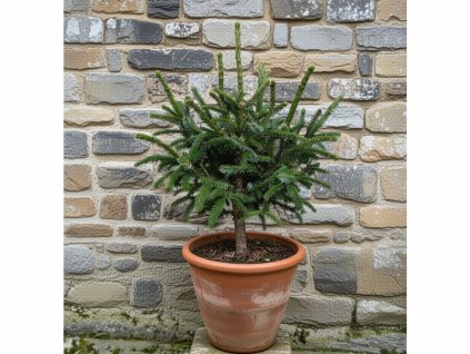 image 2026 01 18T083237.403