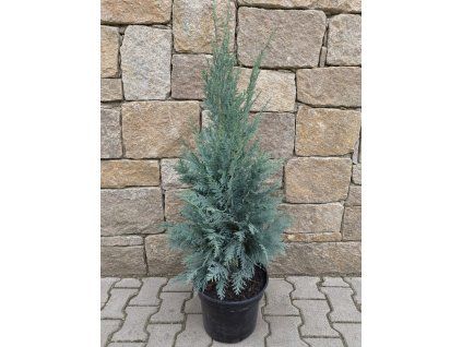 GH Laws Columnaris 3l