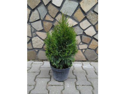Thuja Smaragd 3L 40 50cm.
