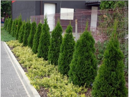 Thuja occidentalis 'SmaragD