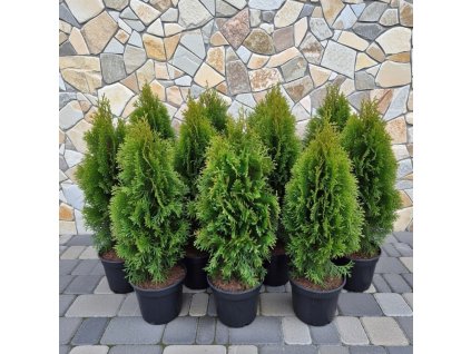 Th Smaragd 50 60 3L set12