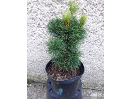 Pinus peuce 3L