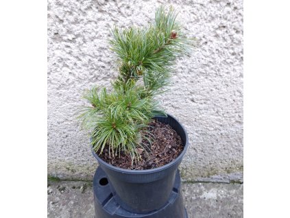 Pinus parviflora Shirobana 3L