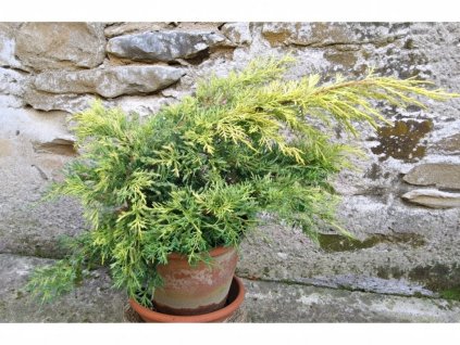 image 2026 01 18T074807.139