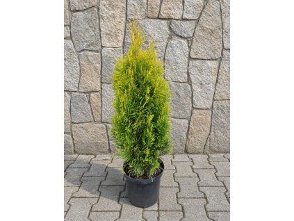 Tuja Golden Smaragd 3L