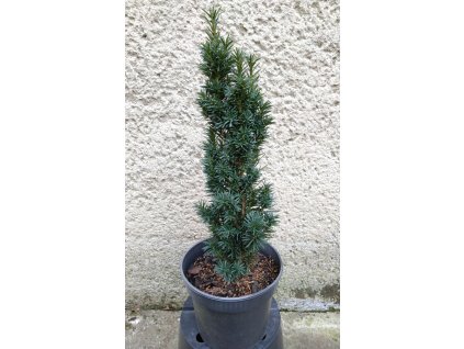 Taxus Media Nixe 3L