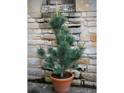 pinus sylvestris watereri