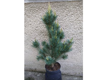 Pinus sylvestris Watereri