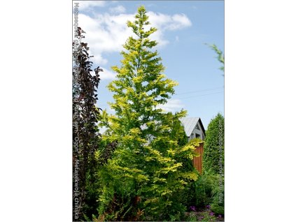 Metasequoia glyptostroboides 'Gold Rush' syn. 'Ogon' 2