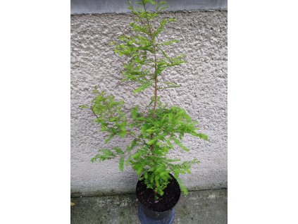 Taxodium distichum – kópia