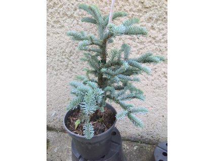 Abies Procera Glauca 3L