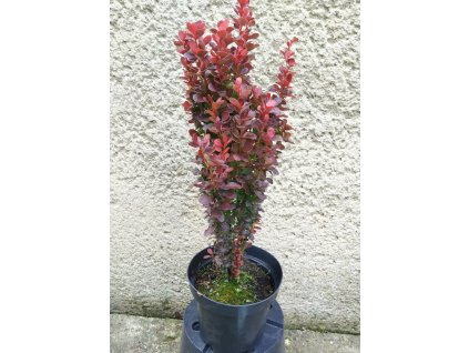 Berb Red Tower 3L