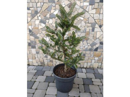 Jedla korejska Silvvermavers 3L