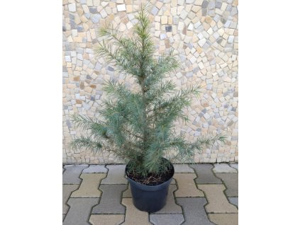 Cedrus Deodara 3L