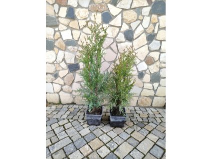 Th Smaragd k9 30 40cm