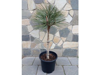 Pinus Jeffreyi Joppi 3L