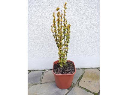 Berberis sunbeam 3L