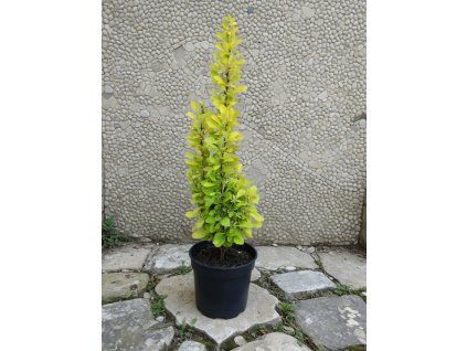 Berberis thunbergii Sunbeam 3L