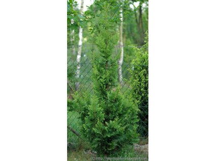 IMGP6360Thuja occidentalis 'Spiralis' ywotnik zachodni
