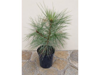 Pinus Ponderosa 3L
