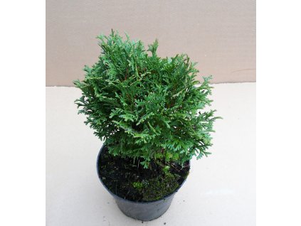 Thuja Occidentalis Waterfield (Výška 20 - 25cm, 1L)