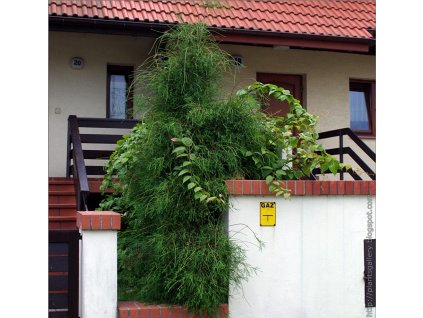 FILIFORMIS