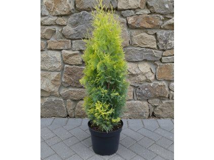Tuja occ Jantar 3L.