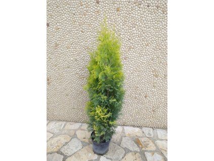 Tuja occ Jantar 3L