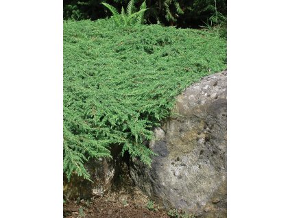 juniperuscommunisgreencarpettl1028441mpmtw11417