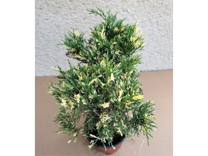 junvariegata40cm