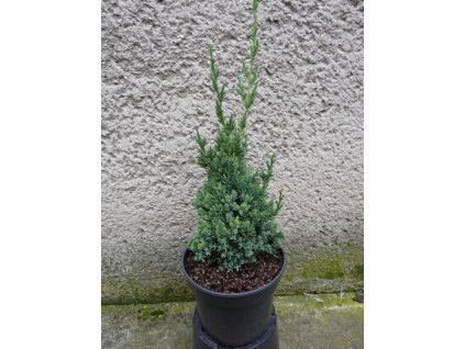 Jun. Chin. Robusta Green 3l