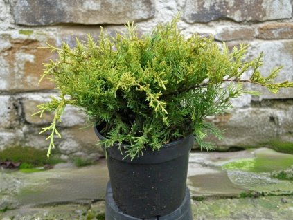 image 2026 01 18T075232.155