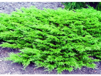 juniperussabinacalgarycarpettl1046051mpmtw14303 1
