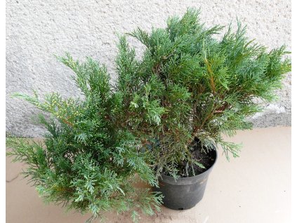 junsabtamarscifol45cm