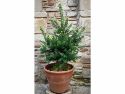 image 2026 01 18T081541.302