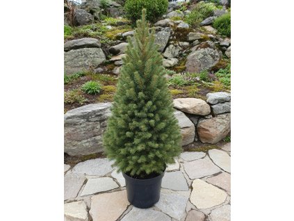 picea glauca conica 3 L