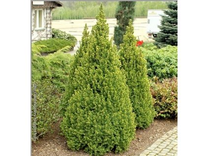 Picea glauca 'Daisy's White'