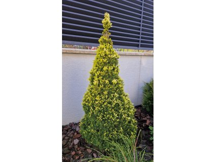Picea Glauca Rainbows Ends
