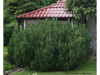 IMGP8723 Pinus mugo var. mughus Sosna kosodrzewina