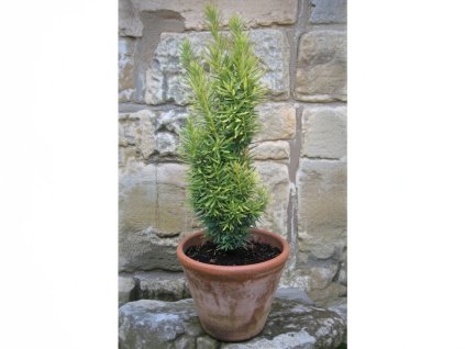 tax bac david 3l 30 35 2