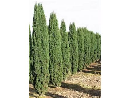 Taxus Baccata Fastigiata Robusta